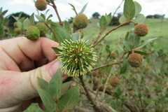 Cephalanthus occidentalis