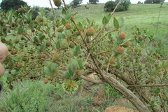 Cephalanthus occidentalis
