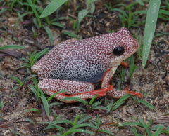 Hyperolius parallelus