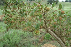 Cephalanthus occidentalis