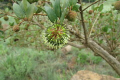 Cephalanthus occidentalis