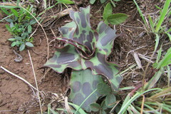 Ledebouria asperifolia