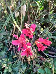 Alstroemeria ligtu ligtu