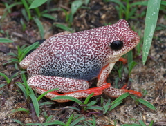 Hyperolius parallelus
