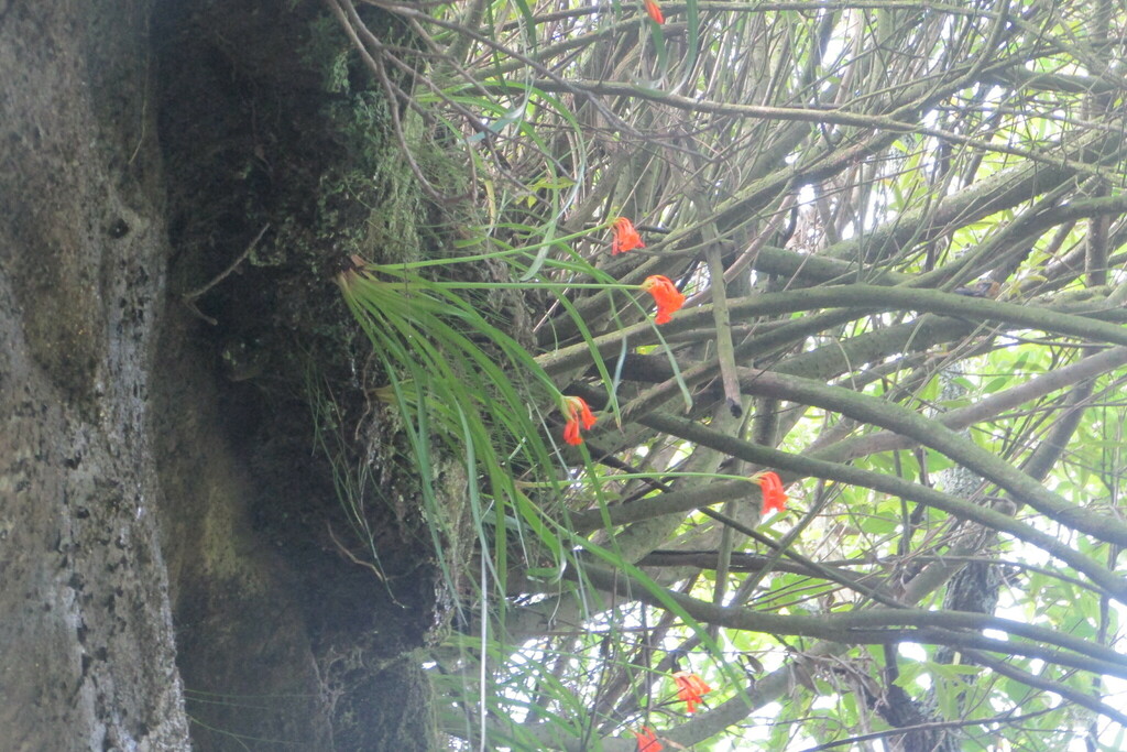 Cyrtanthus epiphyticus, KwaZulu-Natal, ZA