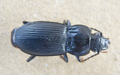 Poecilus sericeus