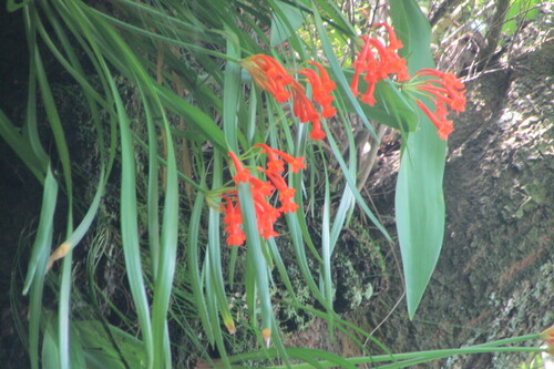 Cyrtanthus epiphyticus