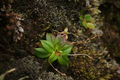 Plantago pachyphylla