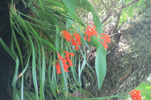 Cyrtanthus epiphyticus