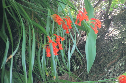 Cyrtanthus epiphyticus