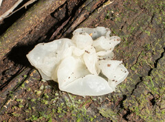 Tremella fuciformis