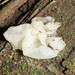 Tremella fibulifera - Photo (c) David Torres, some rights reserved (CC BY-NC), uploaded by David Torres