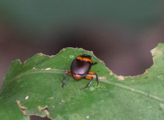 Canthon luteicollis