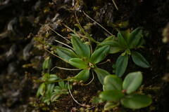 Plantago pachyphylla