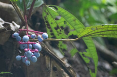 Miconia procumbens