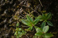 Plantago pachyphylla