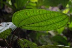 Miconia procumbens