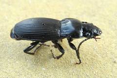 Poecilus sericeus