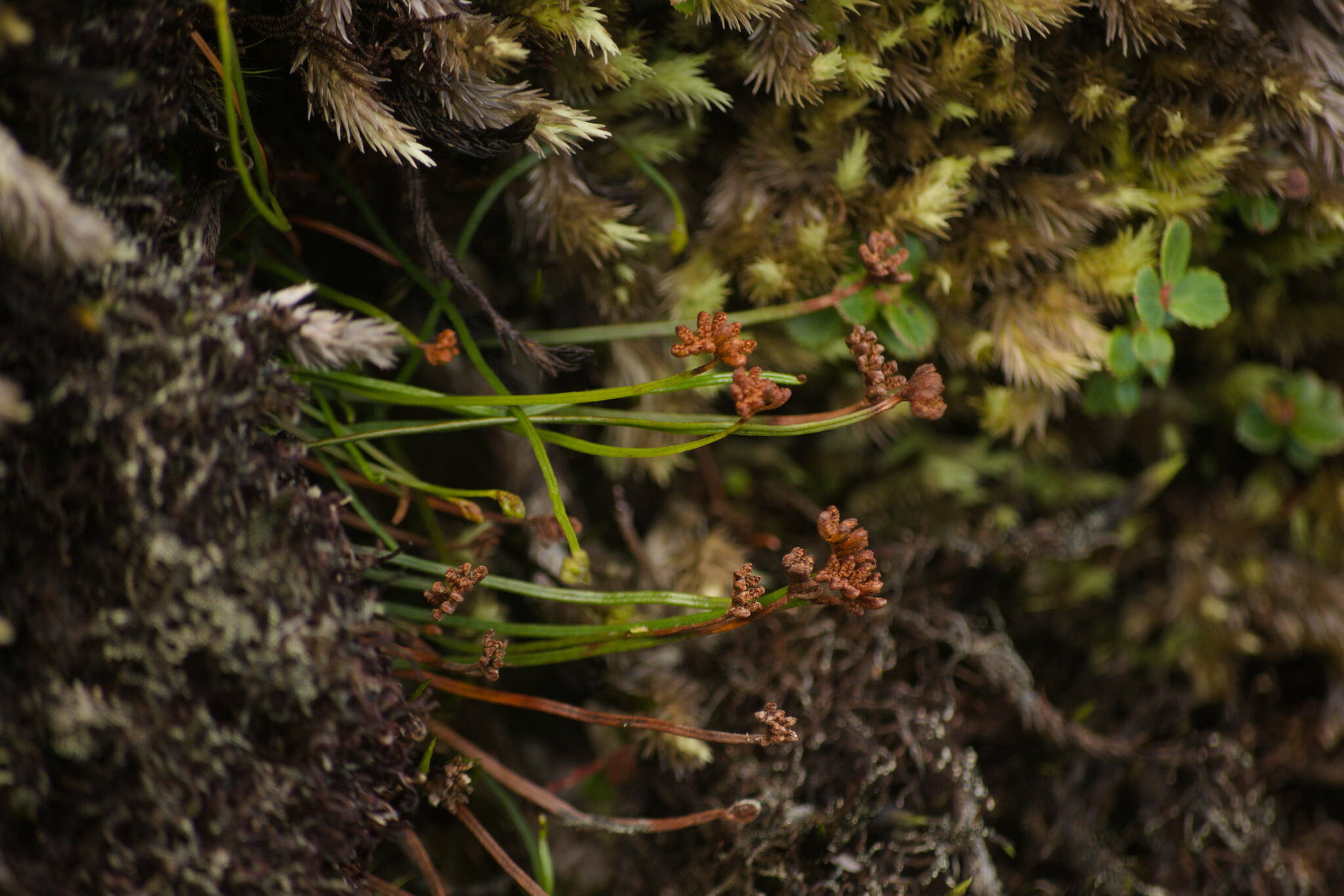 Schizaea robusta