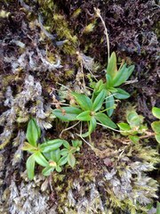 Plantago pachyphylla
