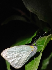 Leptophobia