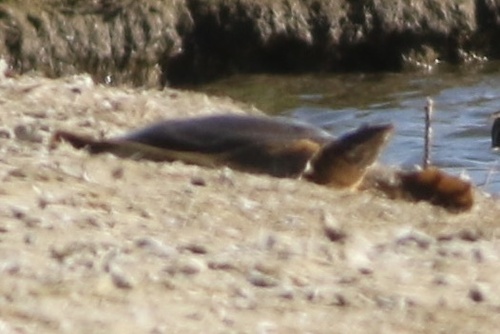 iNaturalist observation photo of Spiny Softshell