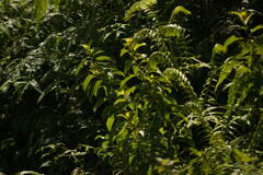 Perrottetia sandwicensis