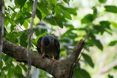 Harpagus bidentatus