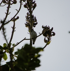 Dicaeum erythrorhynchos