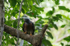 Harpagus bidentatus