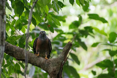 Harpagus bidentatus