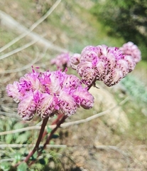 Calyptridium monospermum