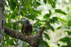 Harpagus bidentatus