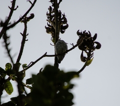 Dicaeum erythrorhynchos