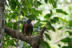 Harpagus bidentatus