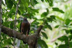Harpagus bidentatus