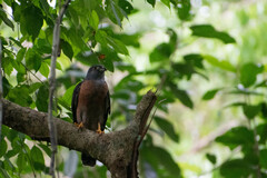 Harpagus bidentatus