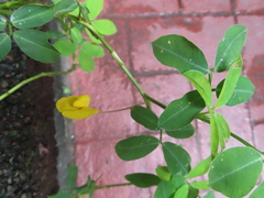 Arachis duranensis