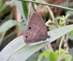 Hermeuptychia hermes