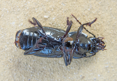 Poecilus sericeus