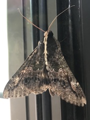 Sphingomorpha chlorea