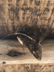 Sphingomorpha chlorea