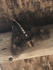 Sphingomorpha chlorea