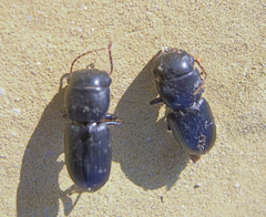 Acinopus megacephalus