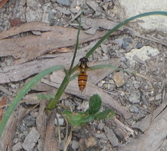 Episyrphus viridaureus