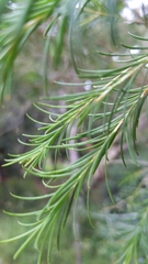Melaleuca armillaris