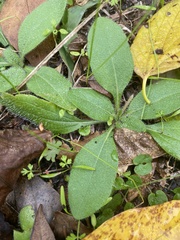 Rudbeckia hirta pulcherrima