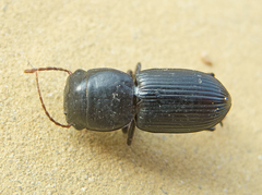 Acinopus megacephalus