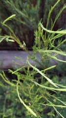 Baeckea linifolia