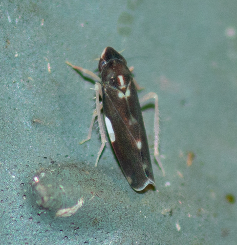 Erythroneura infuscata photo 3